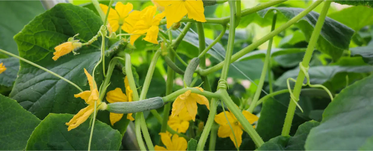 A picture of cucumbers with excellent flavour in pots